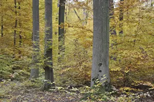 Autumn Leaf Colors Drucke: Autumn forest, tree, beech, beech forest