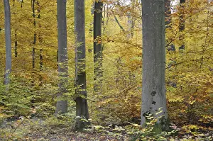 Colorful Autumn Leaves Drucke: Autumn forest, tree, beech, beech forest