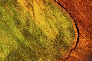 Macro Autumn Leaf Drucke: Autumn leaf