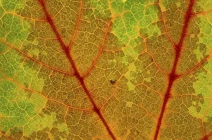 Colorful Autumn Leaves Drucke: Autumn leaf