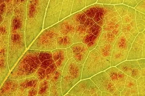Close Up Leaf Structure Drucke: Autumn leaf