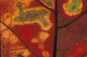 Aesthetic Macro Photography Drucke: Autumn leaf