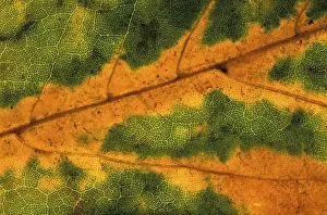 Colourful Autumn Landscape Drucke: Autumn leaf