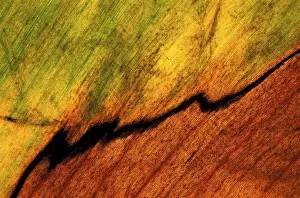 Macro Autumn Leaf Drucke: Autumn leaf