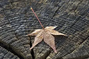 Nature Photography Fall Colors Drucke: Autumn leaf with dewdrops on a tree trunk