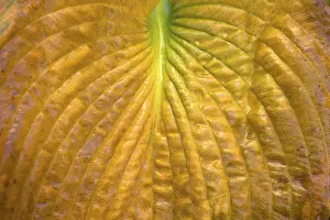 Central Europe Fall Foliage Drucke: Detail of the autumn leaf of a hosta