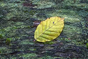 Sababurg Primeval Forest Germany Drucke: Autumn leaf lying on mossy tree trunk