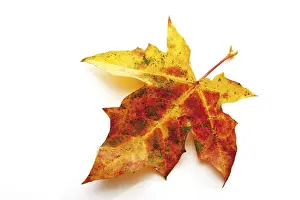 Deciduous Tree Leaves Drucke: Autumn leaf, Maple (Acer)
