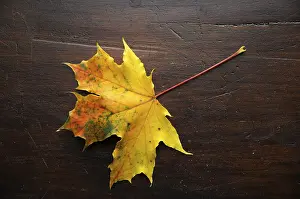 Autumn Colorful Leaves Drucke: Autumn, leaf, maple leaf, maple