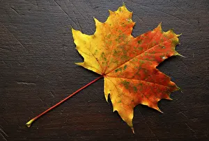 Autumnal Atmosphere Drucke: Autumn, leaf, maple leaf, maple