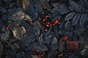 Moody Autumn Atmosphere Drucke: Autumn leaf pattern