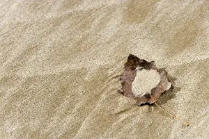 Sandy Ocean Beach Scene Drucke: Autumn leaf on sand