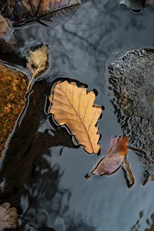 German Autumn Colors Drucke: Autumn leaf on a still water surface