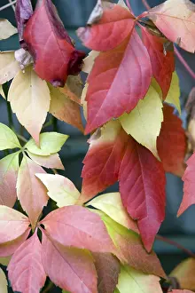 Autumn Leaf Close Up Drucke: Autumn leafs