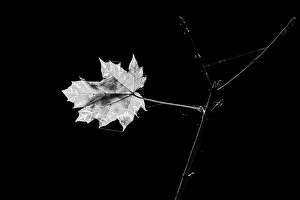 German Fall Foliage Drucke: Autumn maple leaf in the last evening light