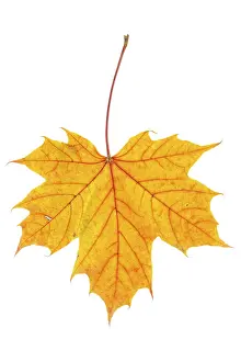 Deciduous Tree Leaf Drucke: Autumn maple leaf isolated on white background