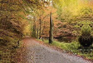 Moody Fall Season Scene Drucke: Autumn path surrounded by trees