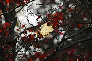 Maple Leaf Photography Drucke: Autumn time, maple leaf and fan maple