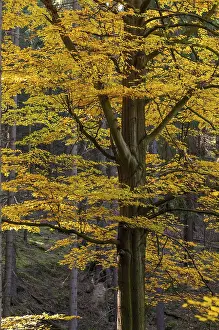 Open Air Countryside View Drucke: Autumn, tree, beech forest, trees
