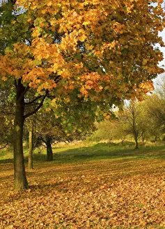 Japanese Autumn Landscape Drucke: Autumn tree with falling leaves