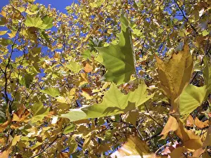 Indian Summer Trees Drucke: Autumn tree with yellow leafs