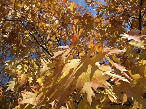 Colorful Autumn Leaves Drucke: Autumn tree with yellow leafs