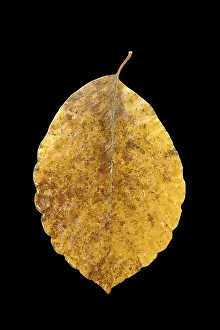 Close Up Autumn Leaf Drucke: Autumnal colored beech leaf