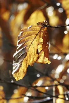 Autumn Leaf Colors Drucke: Autumnal colored beech leafs