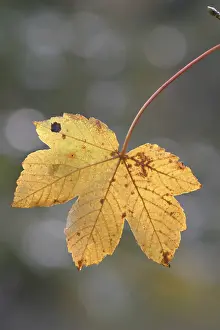 Autumnal Colored Leaves Drucke: Autumnal colored maple leaf