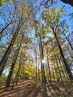 Lower Saxony Autumn Colors Drucke: Autumnal forest, forest path, sun