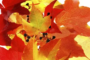 Studio Shot Of Grapes Drucke: Autumnal grapevine