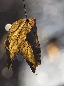 Backlit Maple Tree Drucke: An autumnal maple leaf against the light