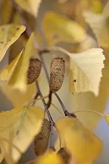 Autumnal Atmosphere Drucke: Autumnal refined