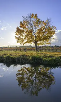 Lower Austria Waterfront Scene Drucke: Autumnal tree reflected in the Wr