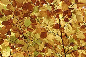 Autumn Leaf Colours Drucke: Autumnale colored beech leafs