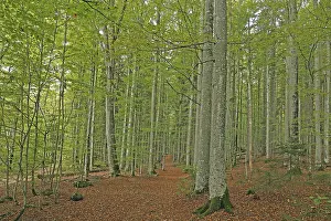 Deserted Woodland Scene Drucke: AutumnForest