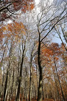 Autumn Forest Landscape Drucke: AutumnForest
