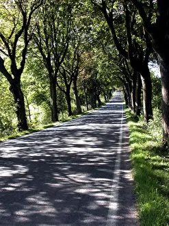 Tree Lined Road Germany Drucke: Avenue