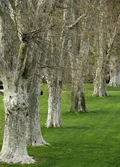 Central Europe Deciduous Trees Drucke: Avenue of plane trees