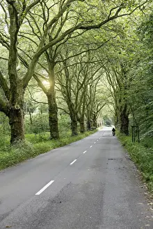 Springtime Atmosphere Drucke: Avenue with plane trees and road in spring