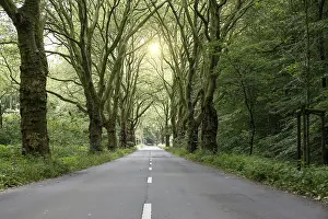 Springtime Atmosphere Drucke: Avenue with plane trees and road in spring