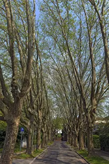 Deciduous Tree Row Drucke: Avenue of plane trees in spring
