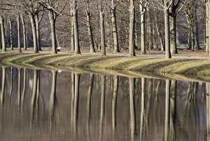 Tree Lined Road Europe Drucke: Avenue of trees, trees reflected in water