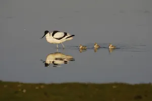 Cute Water Bird Drucke: Avocet