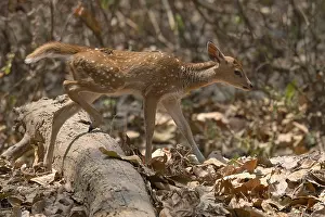 Morning Atmosphere Wildlife Scene Drucke: Axis deer, Chital (Axis axis), juvenile
