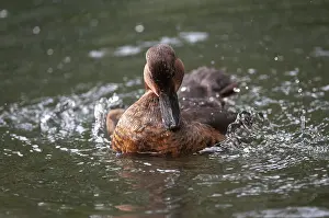 Drucke von Aythya Nyroca, Rostduck, Anatidae, Bath, Baden, Vögel, Weißaugenaugenvogel, Enten, Enten , Entenvögelchen , Rostpochard , Federpflege , Putzen , Vögel Wasser- und Watervögeln Weißaugenaugenpochard Moorente Drucke: Aythya Nyroca, Rostduck.