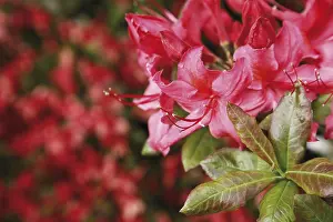 Flowering Plant Life Drucke: Azalea