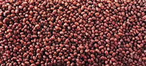 Studio Food Photography Drucke: Azuki beans
