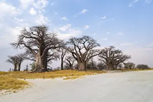 Deserted Tree Landscape Drucke: Babobabs on the edge of a salt pan