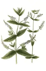 Woodcut Restoration Work Drucke: Bachbunge, Veronica beccabunga